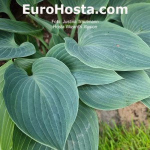 Hosta Chiemsee Eisvogel