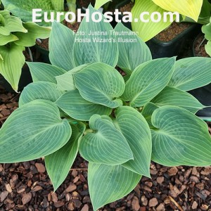 Hosta Chiemsee Eisvogel