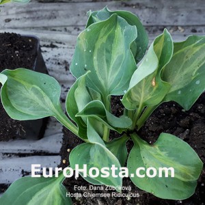 hosta Chiemsee Ridiculous 