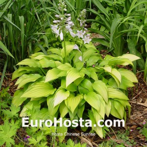 hosta Chinese Sunrise