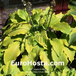 Hosta Choo Choo Train - Eurohosta