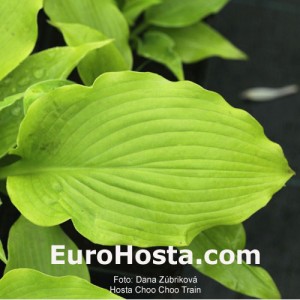 Hosta Choo Choo Train - Eurohosta