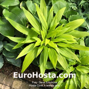 Hosta Chris' A Lalalala Long