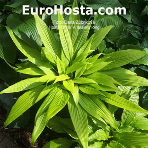 Hosta Chris' A Lalalala Long