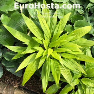 Hosta Chris' A Lalalala Long