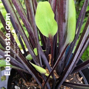 hosta Chris' Admin