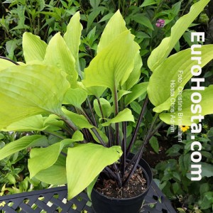 hosta Chris' Admin