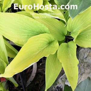 hosta Chris' Citronatic