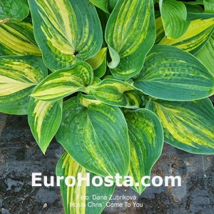 hosta Chris' Come to You