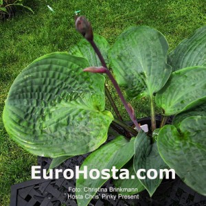 hosta Chris Pinky Present
