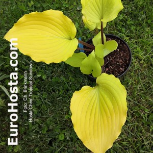 Hosta Chris' Tropical Sundown