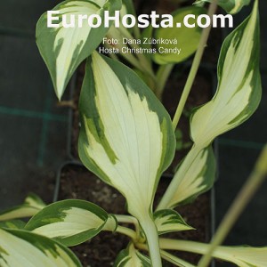 Hosta Christmas Candy - Eurohosta