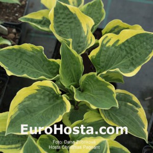 Hosta Christmas Pageant