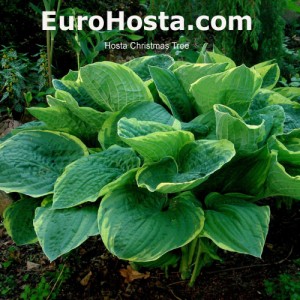 Hosta Christmas Tree - Eurohosta