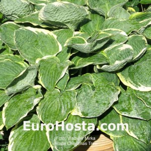 Hosta Christmas Tree - Eurohosta