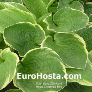 Hosta Christmas Tree - Eurohosta