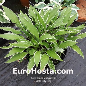 Hosta City Dog