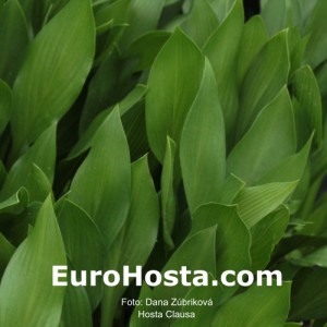 Hosta Clausa - Eurohosta