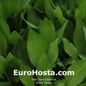 Hosta Clausa - Eurohosta