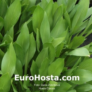 Hosta Clausa - Eurohosta