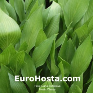 Hosta Clausa - Eurohosta