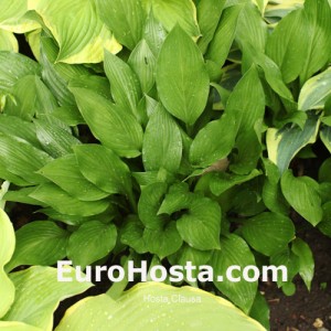 Hosta Clausa - Eurohosta