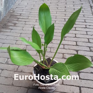 Hosta Clausa - Eurohosta