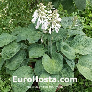 Hosta Clear Fork River Valley - Eurohosta