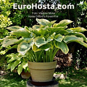 Hosta Clifford's Forest Fire - Eurohosta