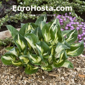 Hosta Clifford's Stingray - Eurohosta