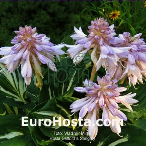 Hosta Clifford's Stingray - Eurohosta