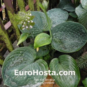 Hosta Cloudburst - Eurohosta