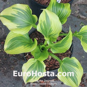 Hosta Coastal Treasure