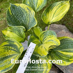 Hosta Coastal Tropical Fish