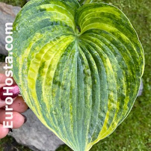 Hosta Coastal Tropical Fish