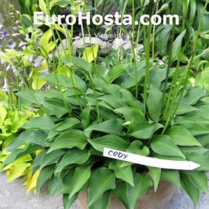 Hosta Cody