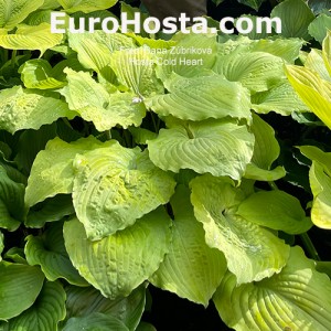 Hosta Cold Heart 