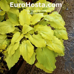 Hosta Cold Heart 