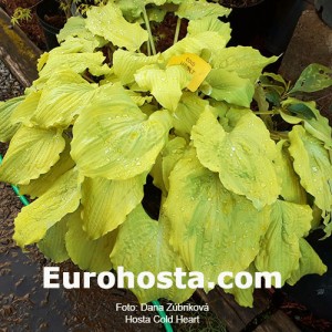 Hosta Cold Heart 