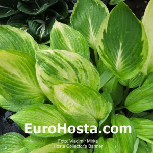 Hosta Collector's Banner