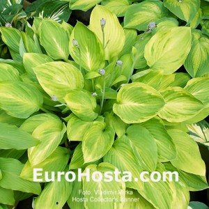 Hosta Collector's Banner