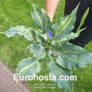 Hosta Colored Cascade