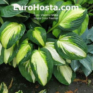 Hosta Color Festival - Eurohostac