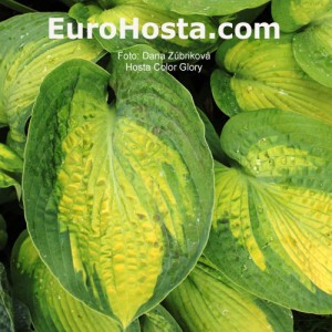 Hosta Color Glory - Eurohosta