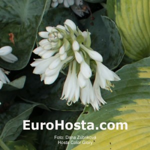 Hosta Color Glory - Eurohosta