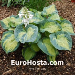 Hosta Color Glory - Eurohosta