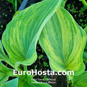 Hosta Color in Motion