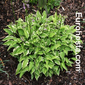 Hosta Cookie Crumbs