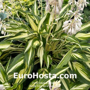 Hosta Cool as a Cucumber