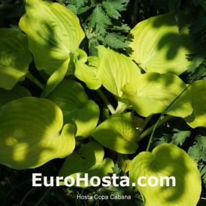 Hosta Copa Cabana